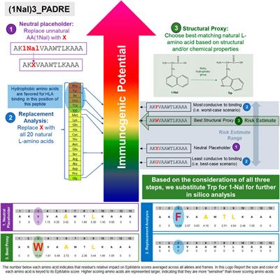 In silico immunogenicity assessment for sequences containing unnatural amino acids: A method using existing in silico algorithm infrastructure and a vision for future enhancements